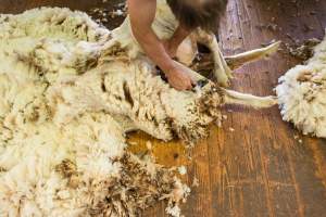 Sheep shearing - The Merino breed, accounting for around 80% of the wool produced in Australia, have been selectively bred to have wrinkled skin resulting in excessive amounts of wool while making them much more prone to flystrike. To reduce soiling and the risk of flystrike for the lambs who make it to summer, their tails are docked or cut off entirely, and they are often mulesed at the same time, which involves cutting off the skin around their buttocks and the base of their tail with metal shears. If the lambs are younger than 6 months, it is legal to do this without any pain relief.

Sheep shearers are paid by the number of sheep shorn, not by the hour, so speed is prioritised over precision, and there is no requirement for formal training or accreditation.

After a few years, when they can no longer produce enough wool to be considered profitable, the sheep are sent to slaughter and sold as mutton, while lambs raised for meat are killed between 4 and 12 months of age, far short of a natural lifespan of 12-14 years.

Approximately 32 million sheep and lambs are killed each year in Australia. - Captured at Madura Station, Madura WA Australia.