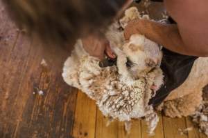 Sheep shearing - The Merino breed, accounting for around 80% of the wool produced in Australia, have been selectively bred to have wrinkled skin resulting in excessive amounts of wool while making them much more prone to flystrike. To reduce soiling and the risk of flystrike for the lambs who make it to summer, their tails are docked or cut off entirely, and they are often mulesed at the same time, which involves cutting off the skin around their buttocks and the base of their tail with metal shears. If the lambs are younger than 6 months, it is legal to do this without any pain relief.

Sheep shearers are paid by the number of sheep shorn, not by the hour, so speed is prioritised over precision, and there is no requirement for formal training or accreditation.

After a few years, when they can no longer produce enough wool to be considered profitable, the sheep are sent to slaughter and sold as mutton, while lambs raised for meat are killed between 4 and 12 months of age, far short of a natural lifespan of 12-14 years.

Approximately 32 million sheep and lambs are killed each year in Australia. - Captured at Madura Station, Madura WA Australia.