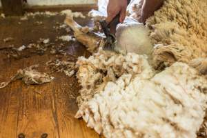 Sheep shearing - The Merino breed, accounting for around 80% of the wool produced in Australia, have been selectively bred to have wrinkled skin resulting in excessive amounts of wool while making them much more prone to flystrike. To reduce soiling and the risk of flystrike for the lambs who make it to summer, their tails are docked or cut off entirely, and they are often mulesed at the same time, which involves cutting off the skin around their buttocks and the base of their tail with metal shears. If the lambs are younger than 6 months, it is legal to do this without any pain relief.

Sheep shearers are paid by the number of sheep shorn, not by the hour, so speed is prioritised over precision, and there is no requirement for formal training or accreditation.

After a few years, when they can no longer produce enough wool to be considered profitable, the sheep are sent to slaughter and sold as mutton, while lambs raised for meat are killed between 4 and 12 months of age, far short of a natural lifespan of 12-14 years.

Approximately 32 million sheep and lambs are killed each year in Australia. - Captured at Madura Station, Madura WA Australia.