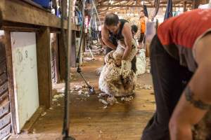 Sheep shearing - The Merino breed, accounting for around 80% of the wool produced in Australia, have been selectively bred to have wrinkled skin resulting in excessive amounts of wool while making them much more prone to flystrike. To reduce soiling and the risk of flystrike for the lambs who make it to summer, their tails are docked or cut off entirely, and they are often mulesed at the same time, which involves cutting off the skin around their buttocks and the base of their tail with metal shears. If the lambs are younger than 6 months, it is legal to do this without any pain relief.
Sheep shearers are paid by the number of sheep shorn, not by the hour, so speed is prioritised over precision, and there is no requirement for formal training or accreditation.
After a few years, when they can no longer produce enough wool to be considered profitable, the sheep are sent to slaughter and sold as mutton, while lambs raised for meat are killed between 4 and 12 months of age, far short of a natural lifespan of 12-14 years.
Approximately 32 million sheep and lambs are killed each year in Australia. - Captured at Madura Station, Madura WA Australia.