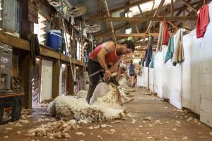 Sheep shearing - The Merino breed, accounting for around 80% of the wool produced in Australia, have been selectively bred to have wrinkled skin resulting in excessive amounts of wool while making them much more prone to flystrike. To reduce soiling and the risk of flystrike for the lambs who make it to summer, their tails are docked or cut off entirely, and they are often mulesed at the same time, which involves cutting off the skin around their buttocks and the base of their tail with metal shears. If the lambs are younger than 6 months, it is legal to do this without any pain relief.
Sheep shearers are paid by the number of sheep shorn, not by the hour, so speed is prioritised over precision, and there is no requirement for formal training or accreditation.
After a few years, when they can no longer produce enough wool to be considered profitable, the sheep are sent to slaughter and sold as mutton, while lambs raised for meat are killed between 4 and 12 months of age, far short of a natural lifespan of 12-14 years.
Approximately 32 million sheep and lambs are killed each year in Australia. - Captured at Madura Station, Madura WA Australia.