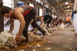 Sheep shearing - The Merino breed, accounting for around 80% of the wool produced in Australia, have been selectively bred to have wrinkled skin resulting in excessive amounts of wool while making them much more prone to flystrike. To reduce soiling and the risk of flystrike for the lambs who make it to summer, their tails are docked or cut off entirely, and they are often mulesed at the same time, which involves cutting off the skin around their buttocks and the base of their tail with metal shears. If the lambs are younger than 6 months, it is legal to do this without any pain relief.

Sheep shearers are paid by the number of sheep shorn, not by the hour, so speed is prioritised over precision, and there is no requirement for formal training or accreditation.

After a few years, when they can no longer produce enough wool to be considered profitable, the sheep are sent to slaughter and sold as mutton, while lambs raised for meat are killed between 4 and 12 months of age, far short of a natural lifespan of 12-14 years.

Approximately 32 million sheep and lambs are killed each year in Australia. - Captured at Madura Station, Madura WA Australia.