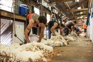 Sheep shearing - The Merino breed, accounting for around 80% of the wool produced in Australia, have been selectively bred to have wrinkled skin resulting in excessive amounts of wool while making them much more prone to flystrike. To reduce soiling and the risk of flystrike for the lambs who make it to summer, their tails are docked or cut off entirely, and they are often mulesed at the same time, which involves cutting off the skin around their buttocks and the base of their tail with metal shears. If the lambs are younger than 6 months, it is legal to do this without any pain relief.
Sheep shearers are paid by the number of sheep shorn, not by the hour, so speed is prioritised over precision, and there is no requirement for formal training or accreditation.
After a few years, when they can no longer produce enough wool to be considered profitable, the sheep are sent to slaughter and sold as mutton, while lambs raised for meat are killed between 4 and 12 months of age, far short of a natural lifespan of 12-14 years.
Approximately 32 million sheep and lambs are killed each year in Australia. - Captured at Madura Station, Madura WA Australia.