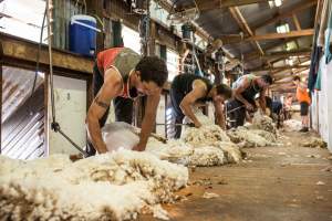 Sheep shearing - The Merino breed, accounting for around 80% of the wool produced in Australia, have been selectively bred to have wrinkled skin resulting in excessive amounts of wool while making them much more prone to flystrike. To reduce soiling and the risk of flystrike for the lambs who make it to summer, their tails are docked or cut off entirely, and they are often mulesed at the same time, which involves cutting off the skin around their buttocks and the base of their tail with metal shears. If the lambs are younger than 6 months, it is legal to do this without any pain relief.

Sheep shearers are paid by the number of sheep shorn, not by the hour, so speed is prioritised over precision, and there is no requirement for formal training or accreditation.

After a few years, when they can no longer produce enough wool to be considered profitable, the sheep are sent to slaughter and sold as mutton, while lambs raised for meat are killed between 4 and 12 months of age, far short of a natural lifespan of 12-14 years.

Approximately 32 million sheep and lambs are killed each year in Australia. - Captured at Madura Station, Madura WA Australia.