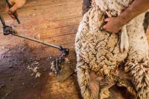 Sheep shearing - The Merino breed, accounting for around 80% of the wool produced in Australia, have been selectively bred to have wrinkled skin resulting in excessive amounts of wool while making them much more prone to flystrike. To reduce soiling and the risk of flystrike for the lambs who make it to summer, their tails are docked or cut off entirely, and they are often mulesed at the same time, which involves cutting off the skin around their buttocks and the base of their tail with metal shears. If the lambs are younger than 6 months, it is legal to do this without any pain relief.

Sheep shearers are paid by the number of sheep shorn, not by the hour, so speed is prioritised over precision, and there is no requirement for formal training or accreditation.

After a few years, when they can no longer produce enough wool to be considered profitable, the sheep are sent to slaughter and sold as mutton, while lambs raised for meat are killed between 4 and 12 months of age, far short of a natural lifespan of 12-14 years.

Approximately 32 million sheep and lambs are killed each year in Australia. - Captured at Madura Station, Madura WA Australia.