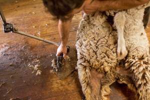 Sheep shearing - The Merino breed, accounting for around 80% of the wool produced in Australia, have been selectively bred to have wrinkled skin resulting in excessive amounts of wool while making them much more prone to flystrike. To reduce soiling and the risk of flystrike for the lambs who make it to summer, their tails are docked or cut off entirely, and they are often mulesed at the same time, which involves cutting off the skin around their buttocks and the base of their tail with metal shears. If the lambs are younger than 6 months, it is legal to do this without any pain relief.

Sheep shearers are paid by the number of sheep shorn, not by the hour, so speed is prioritised over precision, and there is no requirement for formal training or accreditation.

After a few years, when they can no longer produce enough wool to be considered profitable, the sheep are sent to slaughter and sold as mutton, while lambs raised for meat are killed between 4 and 12 months of age, far short of a natural lifespan of 12-14 years.

Approximately 32 million sheep and lambs are killed each year in Australia. - Captured at Madura Station, Madura WA Australia.