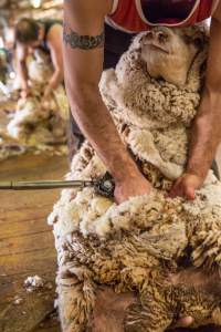 Sheep shearing - The Merino breed, accounting for around 80% of the wool produced in Australia, have been selectively bred to have wrinkled skin resulting in excessive amounts of wool while making them much more prone to flystrike. To reduce soiling and the risk of flystrike for the lambs who make it to summer, their tails are docked or cut off entirely, and they are often mulesed at the same time, which involves cutting off the skin around their buttocks and the base of their tail with metal shears. If the lambs are younger than 6 months, it is legal to do this without any pain relief.
Sheep shearers are paid by the number of sheep shorn, not by the hour, so speed is prioritised over precision, and there is no requirement for formal training or accreditation.
After a few years, when they can no longer produce enough wool to be considered profitable, the sheep are sent to slaughter and sold as mutton, while lambs raised for meat are killed between 4 and 12 months of age, far short of a natural lifespan of 12-14 years.
Approximately 32 million sheep and lambs are killed each year in Australia. - Captured at Madura Station, Madura WA Australia.