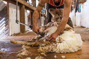 Sheep shearing - The Merino breed, accounting for around 80% of the wool produced in Australia, have been selectively bred to have wrinkled skin resulting in excessive amounts of wool while making them much more prone to flystrike. To reduce soiling and the risk of flystrike for the lambs who make it to summer, their tails are docked or cut off entirely, and they are often mulesed at the same time, which involves cutting off the skin around their buttocks and the base of their tail with metal shears. If the lambs are younger than 6 months, it is legal to do this without any pain relief.

Sheep shearers are paid by the number of sheep shorn, not by the hour, so speed is prioritised over precision, and there is no requirement for formal training or accreditation.

After a few years, when they can no longer produce enough wool to be considered profitable, the sheep are sent to slaughter and sold as mutton, while lambs raised for meat are killed between 4 and 12 months of age, far short of a natural lifespan of 12-14 years.

Approximately 32 million sheep and lambs are killed each year in Australia. - Captured at Madura Station, Madura WA Australia.