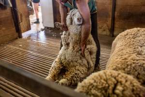 Sheep shearing - The Merino breed, accounting for around 80% of the wool produced in Australia, have been selectively bred to have wrinkled skin resulting in excessive amounts of wool while making them much more prone to flystrike. To reduce soiling and the risk of flystrike for the lambs who make it to summer, their tails are docked or cut off entirely, and they are often mulesed at the same time, which involves cutting off the skin around their buttocks and the base of their tail with metal shears. If the lambs are younger than 6 months, it is legal to do this without any pain relief.
Sheep shearers are paid by the number of sheep shorn, not by the hour, so speed is prioritised over precision, and there is no requirement for formal training or accreditation.
After a few years, when they can no longer produce enough wool to be considered profitable, the sheep are sent to slaughter and sold as mutton, while lambs raised for meat are killed between 4 and 12 months of age, far short of a natural lifespan of 12-14 years.
Approximately 32 million sheep and lambs are killed each year in Australia. - Captured at Madura Station, Madura WA Australia.
