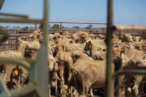 Sheep shearing - The Merino breed, accounting for around 80% of the wool produced in Australia, have been selectively bred to have wrinkled skin resulting in excessive amounts of wool while making them much more prone to flystrike. To reduce soiling and the risk of flystrike for the lambs who make it to summer, their tails are docked or cut off entirely, and they are often mulesed at the same time, which involves cutting off the skin around their buttocks and the base of their tail with metal shears. If the lambs are younger than 6 months, it is legal to do this without any pain relief.

Sheep shearers are paid by the number of sheep shorn, not by the hour, so speed is prioritised over precision, and there is no requirement for formal training or accreditation.

After a few years, when they can no longer produce enough wool to be considered profitable, the sheep are sent to slaughter and sold as mutton, while lambs raised for meat are killed between 4 and 12 months of age, far short of a natural lifespan of 12-14 years.

Approximately 32 million sheep and lambs are killed each year in Australia. - Captured at Madura Station, Madura WA Australia.