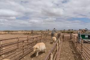 Sheep shearing - The Merino breed, accounting for around 80% of the wool produced in Australia, have been selectively bred to have wrinkled skin resulting in excessive amounts of wool while making them much more prone to flystrike. To reduce soiling and the risk of flystrike for the lambs who make it to summer, their tails are docked or cut off entirely, and they are often mulesed at the same time, which involves cutting off the skin around their buttocks and the base of their tail with metal shears. If the lambs are younger than 6 months, it is legal to do this without any pain relief.

Sheep shearers are paid by the number of sheep shorn, not by the hour, so speed is prioritised over precision, and there is no requirement for formal training or accreditation.

After a few years, when they can no longer produce enough wool to be considered profitable, the sheep are sent to slaughter and sold as mutton, while lambs raised for meat are killed between 4 and 12 months of age, far short of a natural lifespan of 12-14 years.

Approximately 32 million sheep and lambs are killed each year in Australia. - Captured at Madura Station, Madura WA Australia.