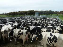 Captured at Kurleah Dairy Farm, Mount Schank SA Australia.