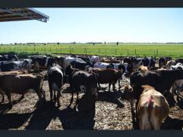 https://www.realestate.com.au/sold/property-other-sa-two+wells-7843250 - Captured at Korunye Dairy, Korunye SA Australia.