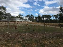 Captured at Free range eggs, Pheasant Creek VIC Australia.