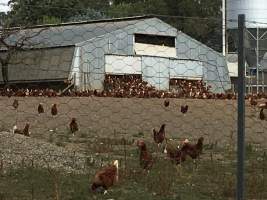 Captured at Free range eggs, Pheasant Creek VIC Australia.