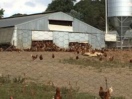 Captured at Free range eggs, Pheasant Creek VIC Australia.