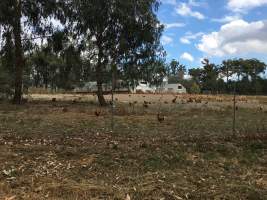 Captured at Free range eggs, Pheasant Creek VIC Australia.