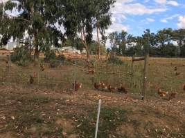 Captured at Free range eggs, Pheasant Creek VIC Australia.