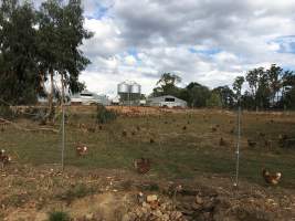 Captured at Free range eggs, Pheasant Creek VIC Australia.