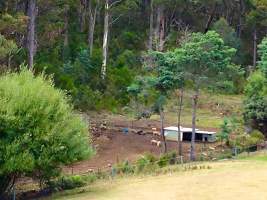 Captured at Bush Pig Farm, Collinsvale TAS Australia.