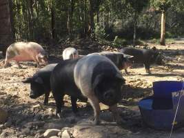 Captured at Bush Pig Farm, Collinsvale TAS Australia.
