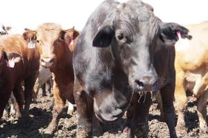 Captured at LemonTree Feedlot, Lemontree QLD Australia.