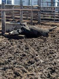 Captured at LemonTree Feedlot, Lemontree QLD Australia.