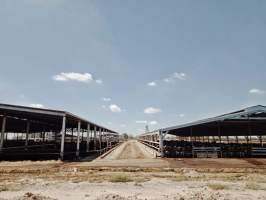 Captured at LemonTree Feedlot, Lemontree QLD Australia.