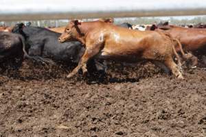 Captured at LemonTree Feedlot, Lemontree QLD Australia.