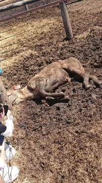 Captured at LemonTree Feedlot, Lemontree QLD Australia.