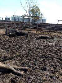 Captured at LemonTree Feedlot, Lemontree QLD Australia.