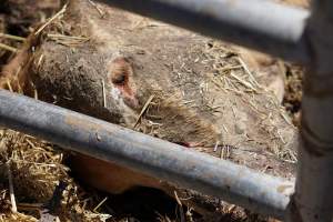 Captured at LemonTree Feedlot, Lemontree QLD Australia.