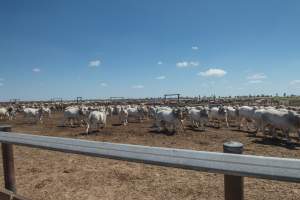 Captured at LemonTree Feedlot, Lemontree QLD Australia.