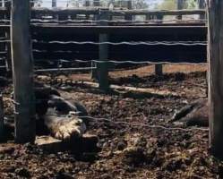 Captured at LemonTree Feedlot, Lemontree QLD Australia.