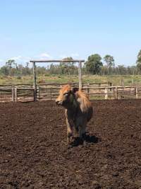 Captured at LemonTree Feedlot, Lemontree QLD Australia.