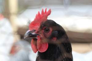 Chickens - These are pictures I got of the chickens being exploited for eggs at Lombardo Farm. - Captured at Lombaro Farms, Gillette NJ United States.