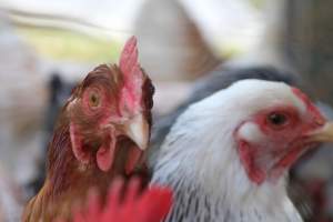 Chickens - These are pictures I got of the chickens being exploited for eggs at Lombardo Farm. - Captured at Lombaro Farms, Gillette NJ United States.