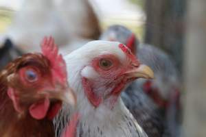 Chickens - These are pictures I got of the chickens being exploited for eggs at Lombardo Farm. - Captured at Lombaro Farms, Gillette NJ United States.