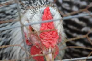 Chickens - These are pictures I got of the chickens being exploited for eggs at Lombardo Farm. - Captured at Lombaro Farms, Gillette NJ United States.