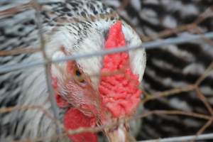 Chickens - These are pictures I got of the chickens being exploited for eggs at Lombardo Farm. - Captured at Lombaro Farms, Gillette NJ United States.