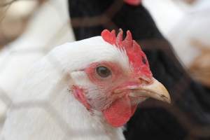 Chickens - These are pictures I got of the chickens being exploited for eggs at Lombardo Farm. - Captured at Lombaro Farms, Gillette NJ United States.