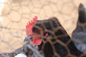 Chickens - These are pictures I got of the chickens being exploited for eggs at Lombardo Farm. - Captured at Lombaro Farms, Gillette NJ United States.