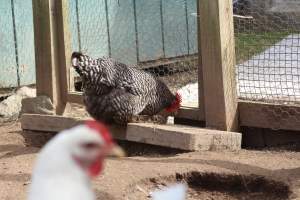 Chickens - These are pictures I got of the chickens being exploited for eggs at Lombardo Farm. - Captured at Lombaro Farms, Gillette NJ United States.