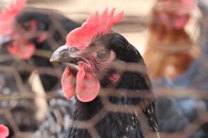 Chickens - These are pictures I got of the chickens being exploited for eggs at Lombardo Farm. - Captured at Lombaro Farms, Gillette NJ United States.