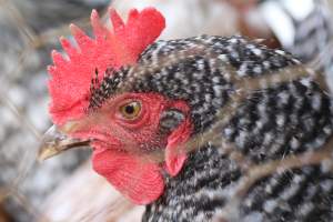 Chickens - These are pictures I got of the chickens being exploited for eggs at Lombardo Farm. - Captured at Lombaro Farms, Gillette NJ United States.