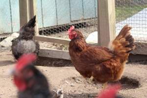 Chickens - These are pictures I got of the chickens being exploited for eggs at Lombardo Farm. - Captured at Lombaro Farms, Gillette NJ United States.