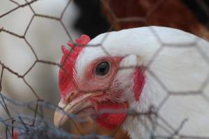 Chickens - These are pictures I got of the chickens being exploited for eggs at Lombardo Farm. - Captured at Lombaro Farms, Gillette NJ United States.