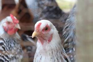 Chickens - These are pictures I got of the chickens being exploited for eggs at Lombardo Farm. - Captured at Lombaro Farms, Gillette NJ United States.