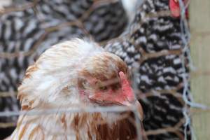 Chickens - These are pictures I got of the chickens being exploited for eggs at Lombardo Farm. - Captured at Lombaro Farms, Gillette NJ United States.