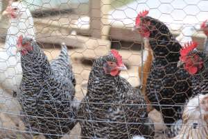 Chickens - These are pictures I got of the chickens being exploited for eggs at Lombardo Farm. - Captured at Lombaro Farms, Gillette NJ United States.